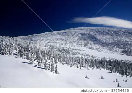 一棵樹 一棵樹 37554426