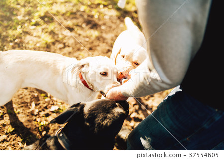 Male cynologist with cop dogs, training outside Male cynologist with cop dogs, training outside 37554605