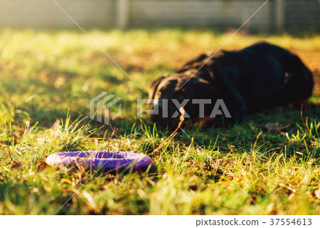 Trained watch dog behind a toy on playground Trained watch dog behind a toy on playground 37554613