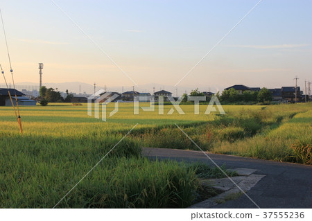 countryside 37555236