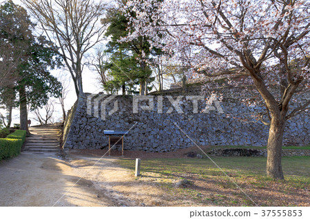 Ishinaka和Binonaka Matsuyama Castle Minomaru的櫻花追踪岡山縣高橋市 37555853
