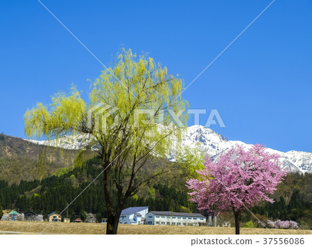 Pink cherry blossoms and fresh green willow 37556086