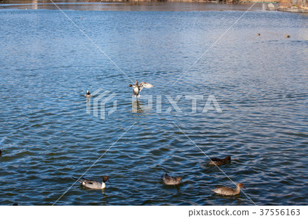 三島池塘和冬天的鴨子7 37556163