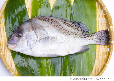 胡椒骰子成分 37556868