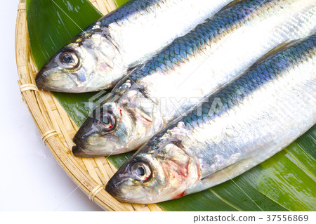 鯡魚成分 鯡魚成分 37556869