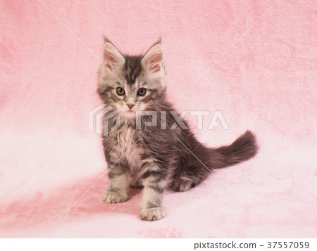 A kitten of Maine Coon 37557059