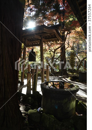 鎌倉Kazonoji花園的彩色葉子 37557264