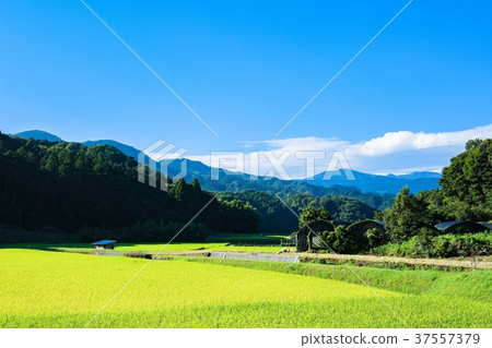 Summer rural landscape (August) Summer rural landscape (August) 37557379