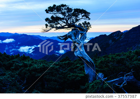 黃昏的圓峰名樹 37557387