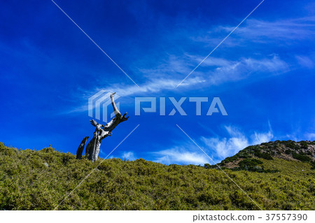 南玉山枯木 37557390