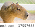 capybara 37557688