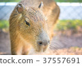 capybara 37557691