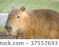 capybara 37557693