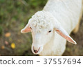 face sheep 37557694