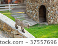 little goat 37557696