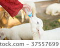 sheep sucking milk 37557699