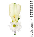 Boutonniere with calla and camomiles 37558387
