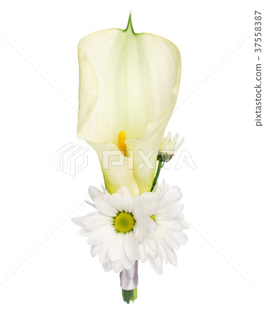 Boutonniere with calla and camomiles Boutonniere with calla and camomiles 37558387