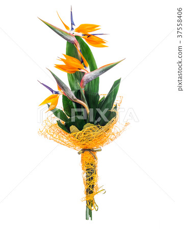 Bird of paradise bouquet Bird of paradise bouquet 37558406