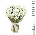 Bouquet of white camomiles 37558432