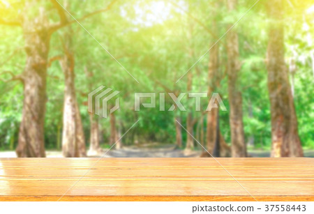 fresh tree green nature blurred background fresh tree green nature blurred background 37558443