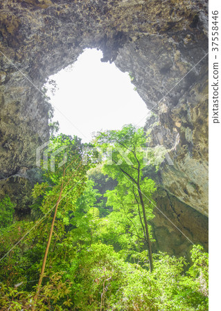 Trees in cave. 37558446