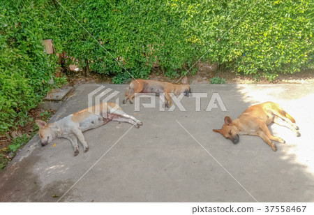 dogs sleeping on the street wall 37558467