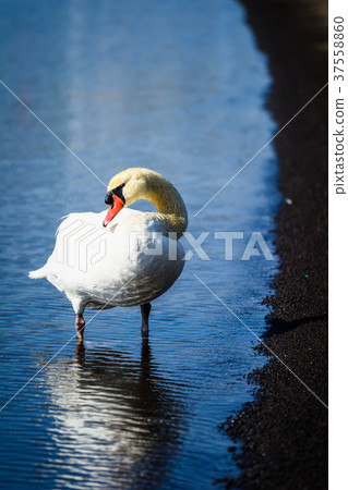 portrait of white swan in yamanakako lake 37558860
