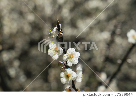 賞梅趣 37559044