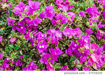 Close up of bright pink bougainvillea blossom 37559295