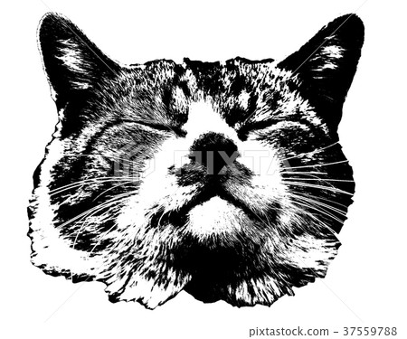 Cat Cat 37559788