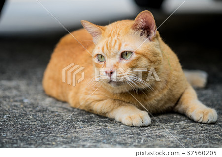 A brown cute cat. A brown cute cat. 37560205