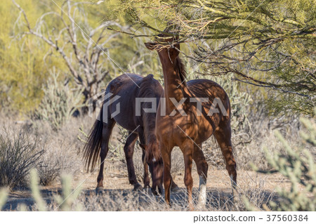 Wild Horse Feeding Wild Horse Feeding 37560384