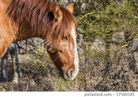 Wild Horse Feeding Wild Horse Feeding 37560385