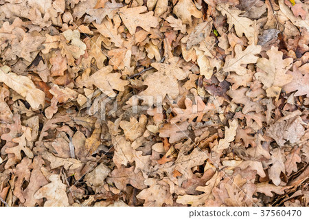 Dry fallen leaves Dry fallen leaves 37560470