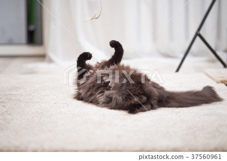 Maine Coon cat lying on the floor and playing with Maine Coon cat lying on the floor and playing with 37560961
