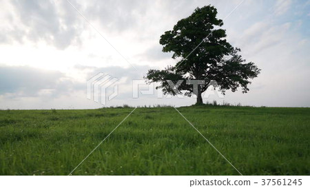 oak and maple grow together on green field in oak and maple grow together on green field in 37561245