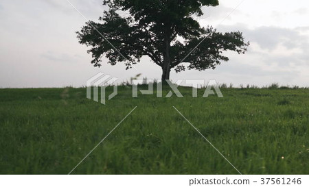 oak and maple grow together on green field in oak and maple grow together on green field in 37561246