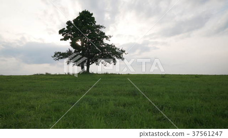 oak and maple grow together on green field in 37561247