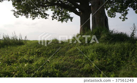 oak and maple grow together on green field in oak and maple grow together on green field in 37561249