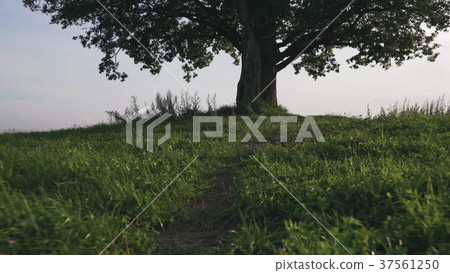 oak and maple grow together on green field in oak and maple grow together on green field in 37561250