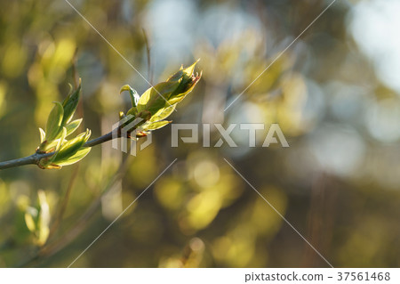 first leaves on bird cherry tree in spring first leaves on bird cherry tree in spring 37561468