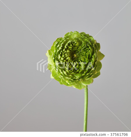 green flower on a gray background green flower on a gray background 37561706