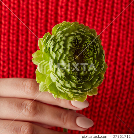 female hands holding a green flower 37561711