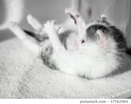 A cute little kitten tries to get up off a white A cute little kitten tries to get up off a white 37562064