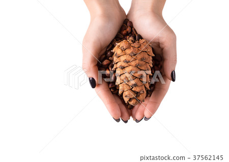Hands of woman holding cedar cone with cedar nuts Hands of woman holding cedar cone with cedar nuts 37562145