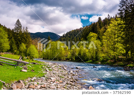 Tereblya river of Carpathan mountains Tereblya river of Carpathan mountains 37562590