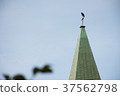 Crow on the church 37562798