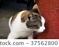 Mike cat 37562800