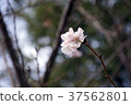 Yuzu cherry blossoms in spring and fall 37562801
